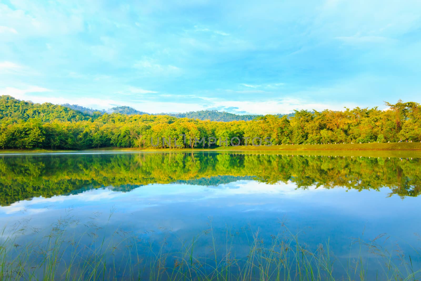 reflection of tree and mountain in a lake