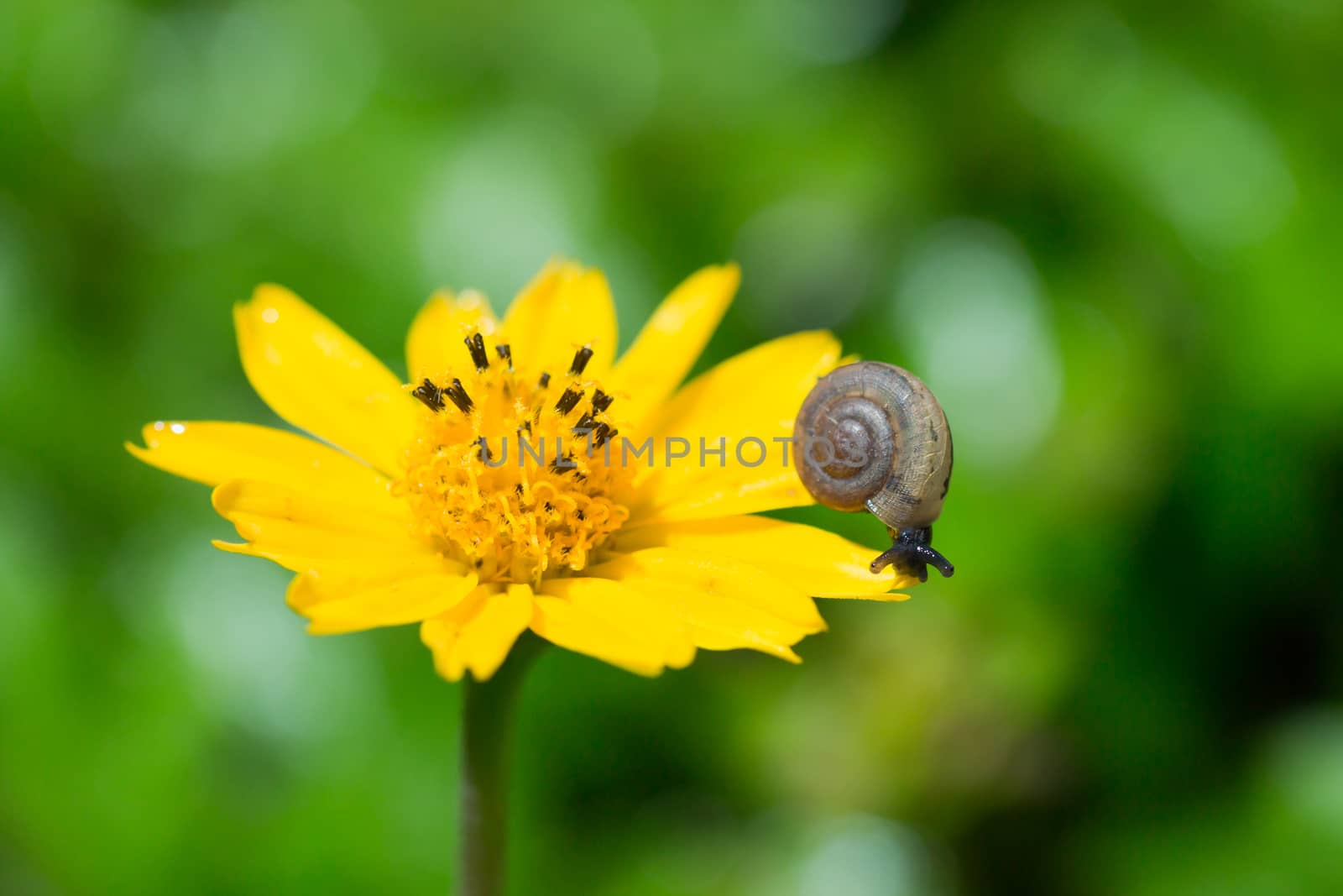 baby snail by AEyZRiO