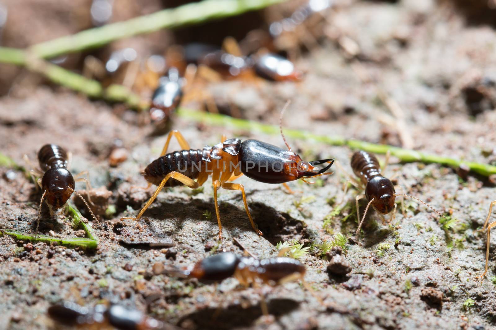 termites by AEyZRiO