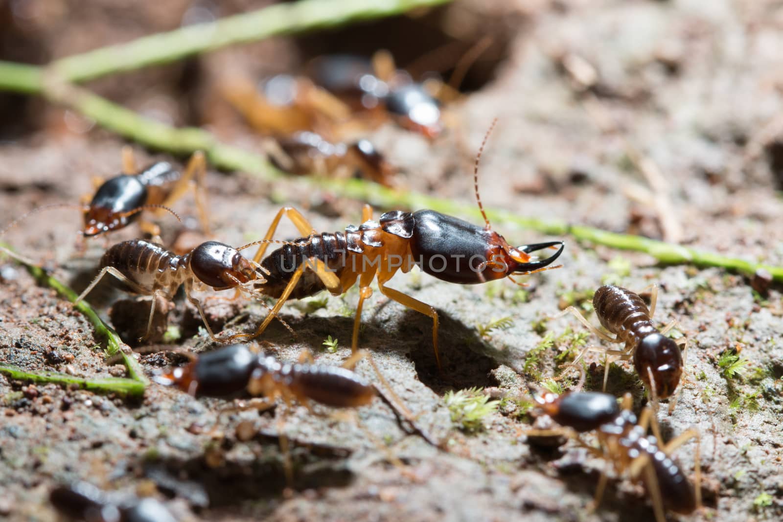 security soldier termites with worker termites on the forest floor in Saraburi thailand. Shallow DOF