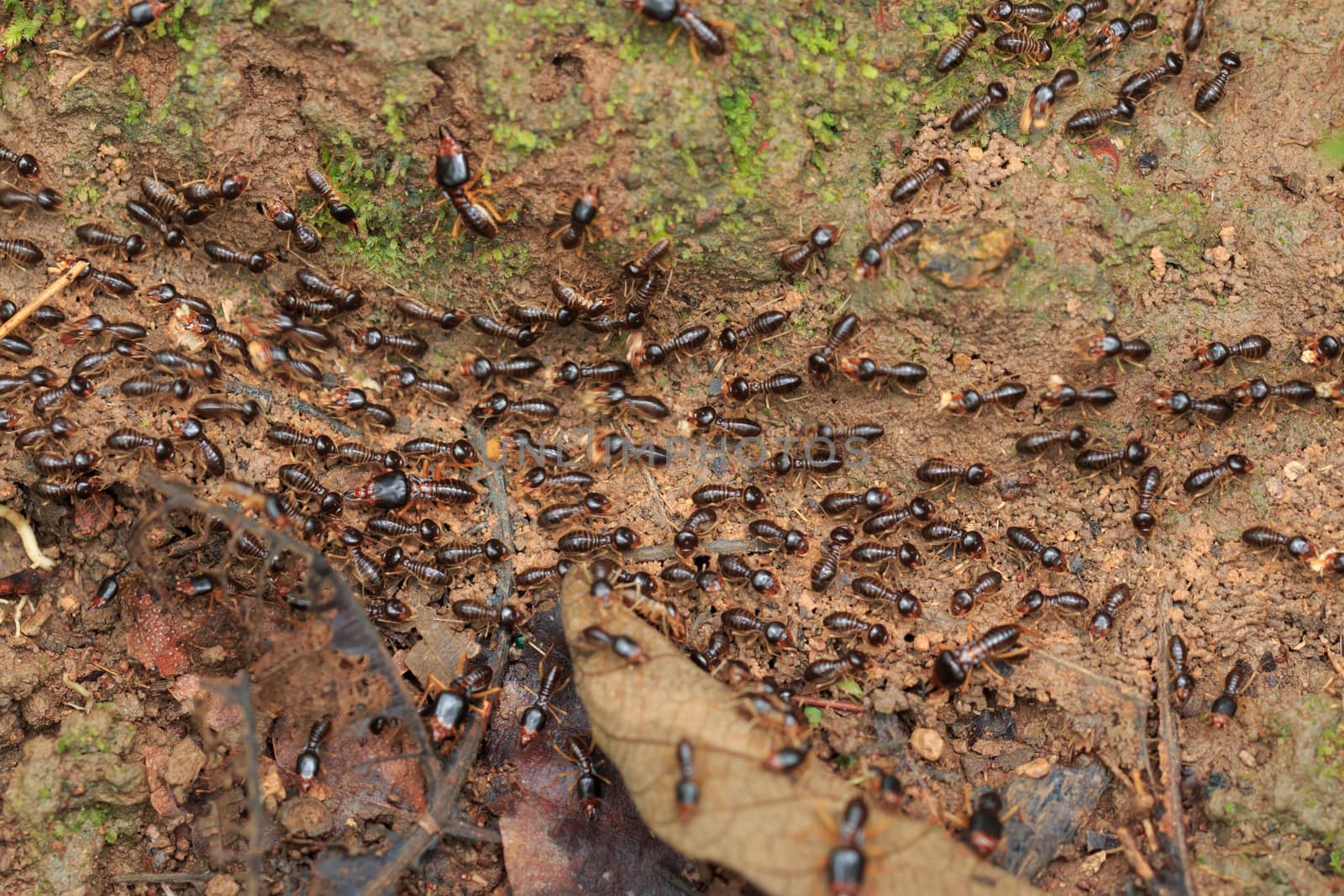 Motion of worker termites on the forest floor in Saraburi thailand. Shallow DOF