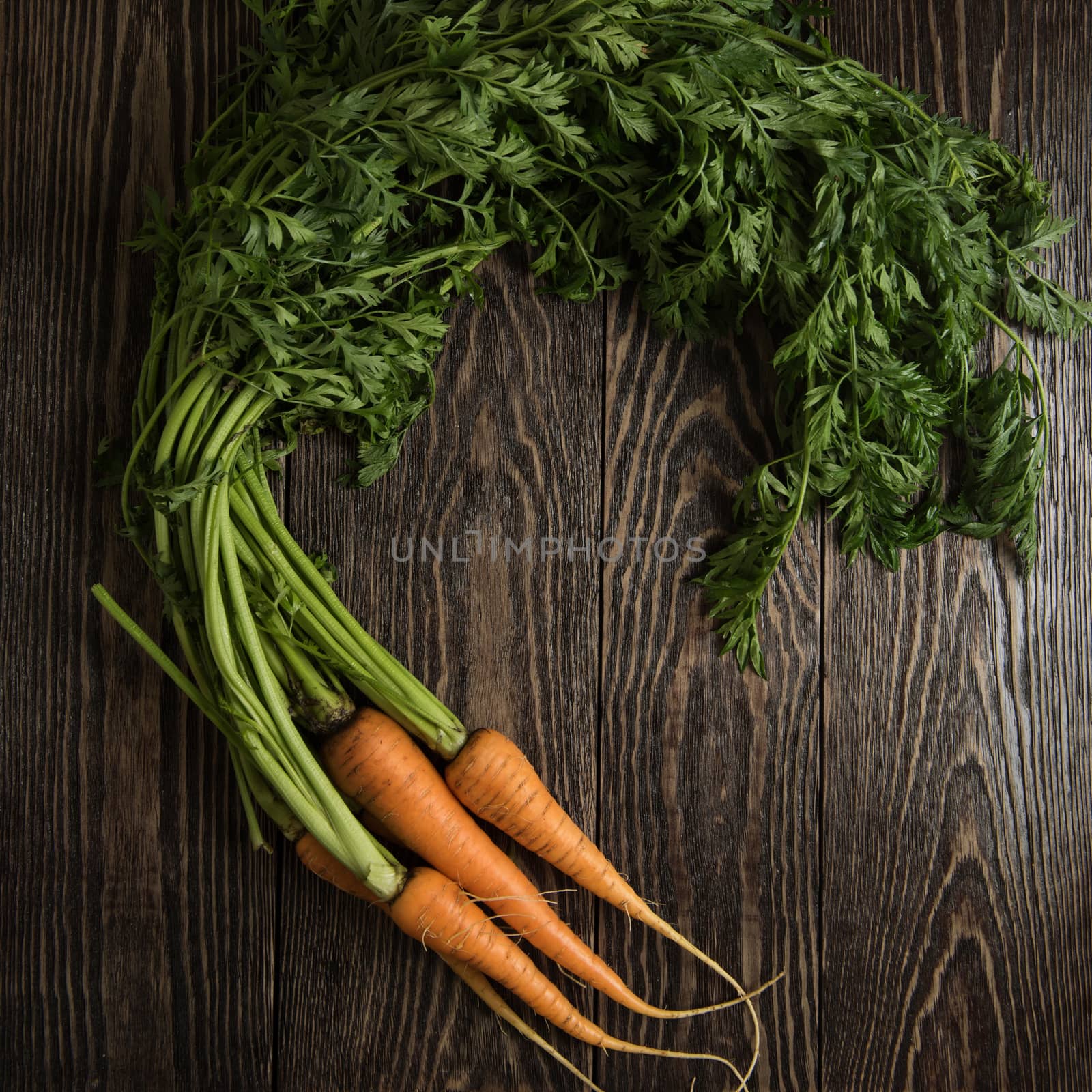 Freshly grown carrots by rusak