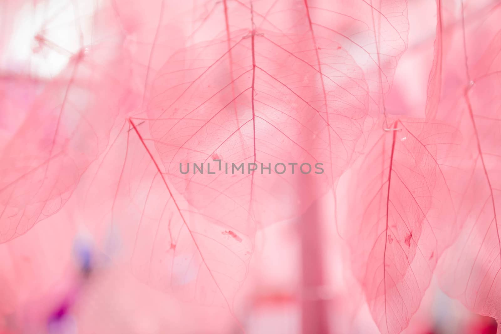 leaf dry skeleton by bugning