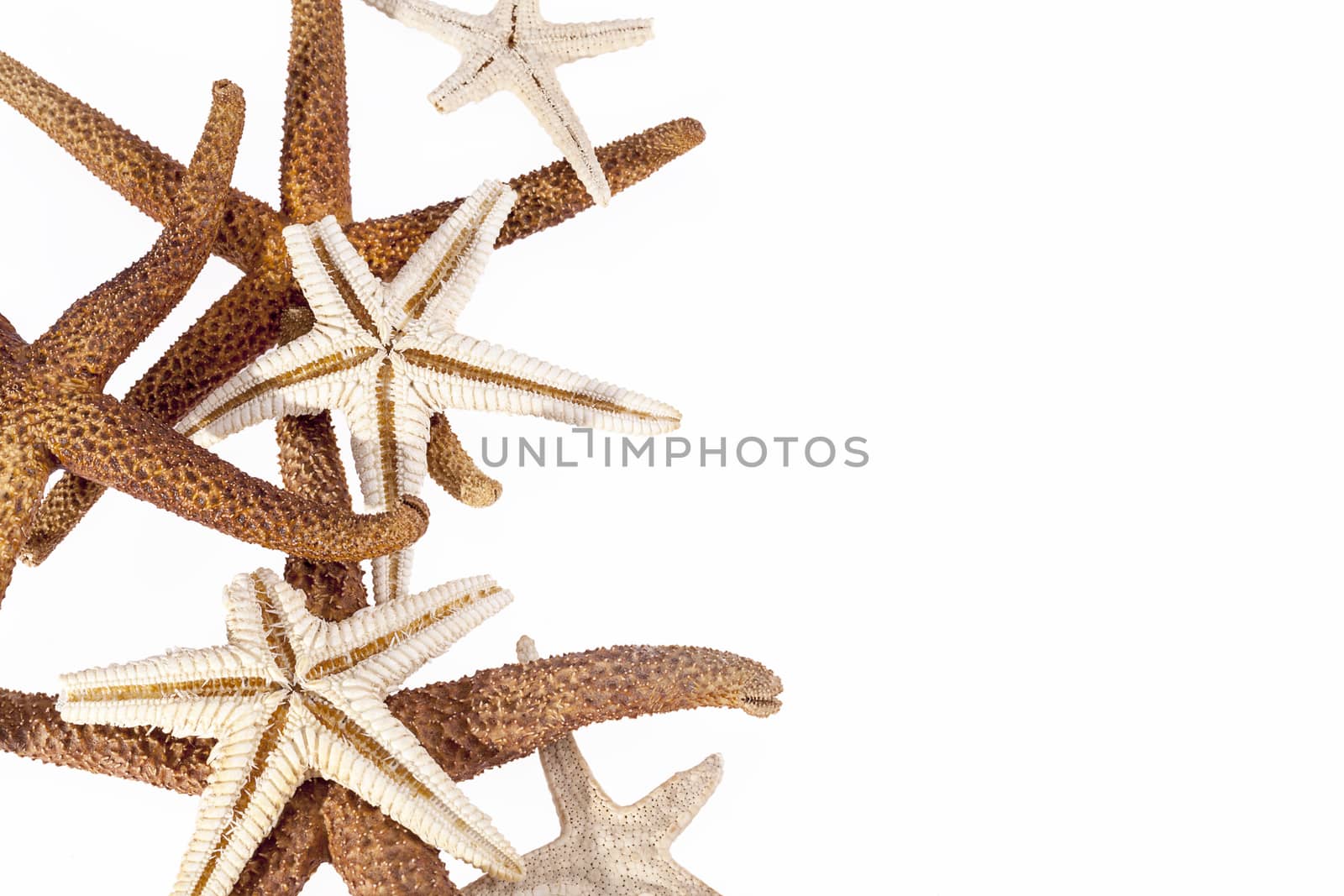 Sea stars isolated on white background  by mychadre77