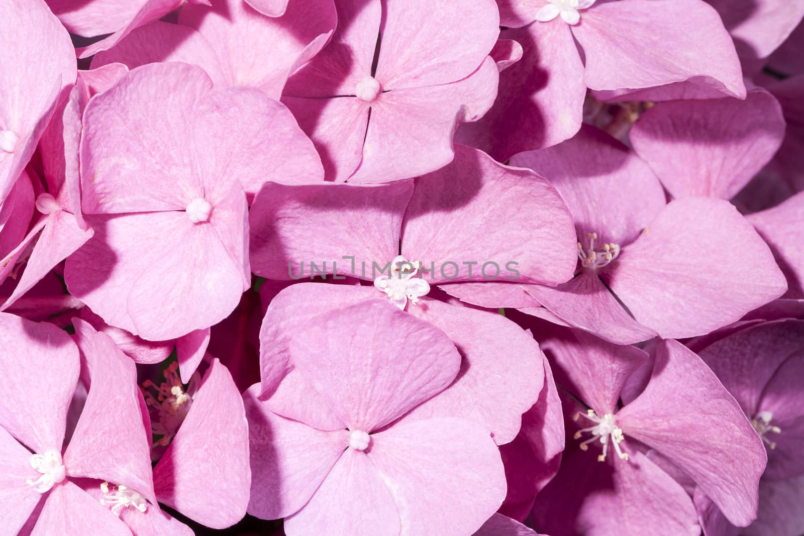 Background of flowers of pink hydrangea close up by mychadre77