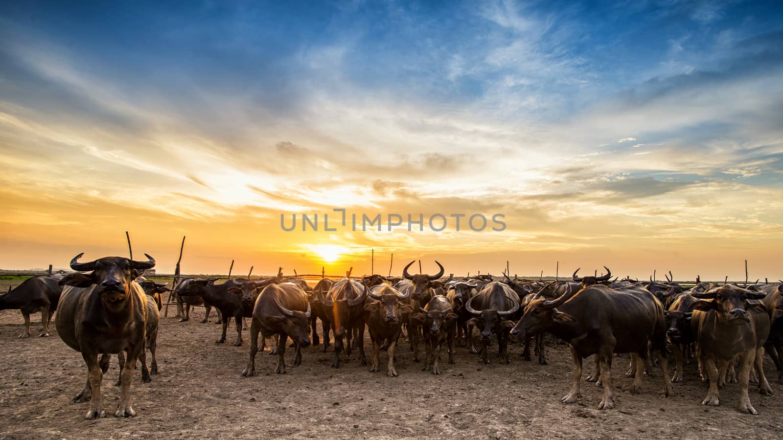Buffalo in Thailand at sunset with orange blue cloudy sky. by chanwity