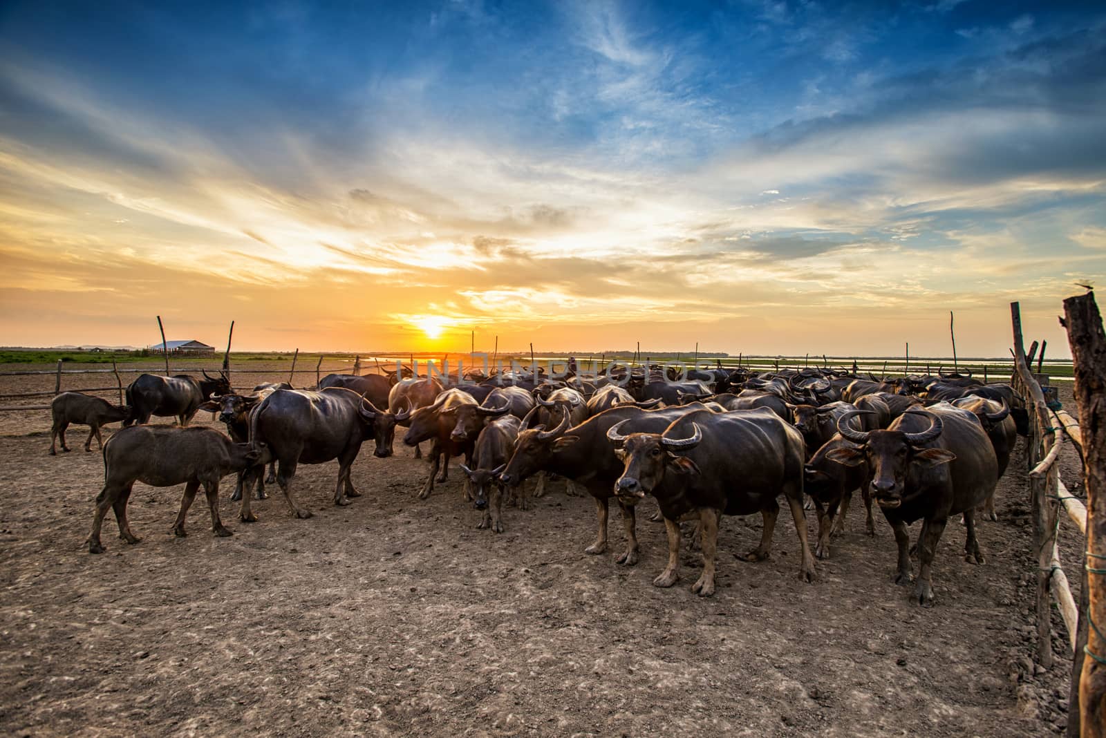 Buffalo in Thailand at sunset with orange blue cloudy sky. by chanwity