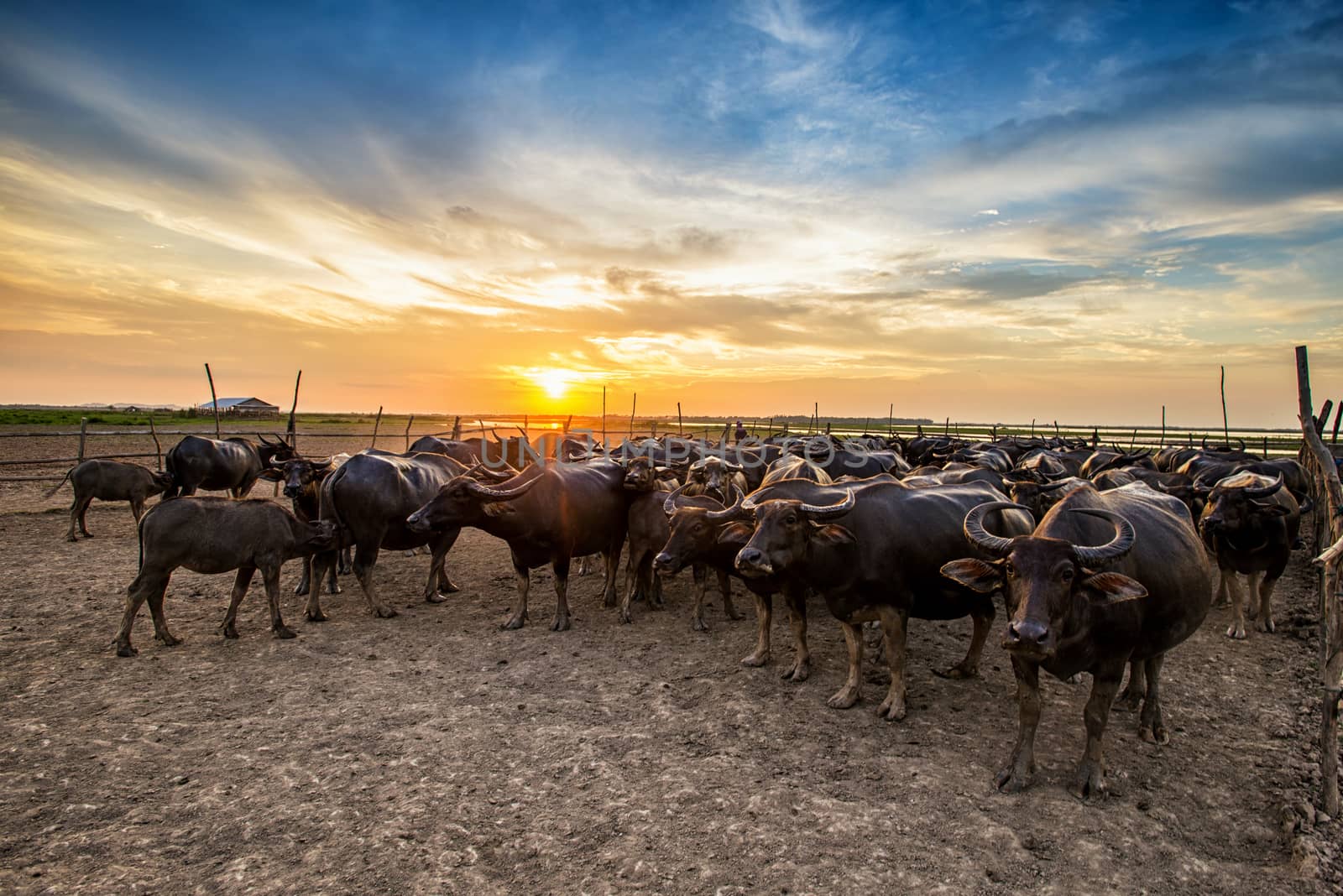 Buffalo in Thailand at sunset with orange blue cloudy sky. by chanwity