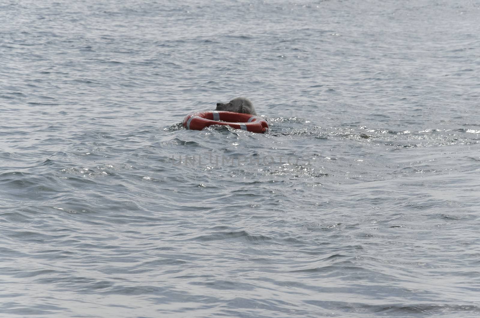 Rescue dog swimming with a life jacket