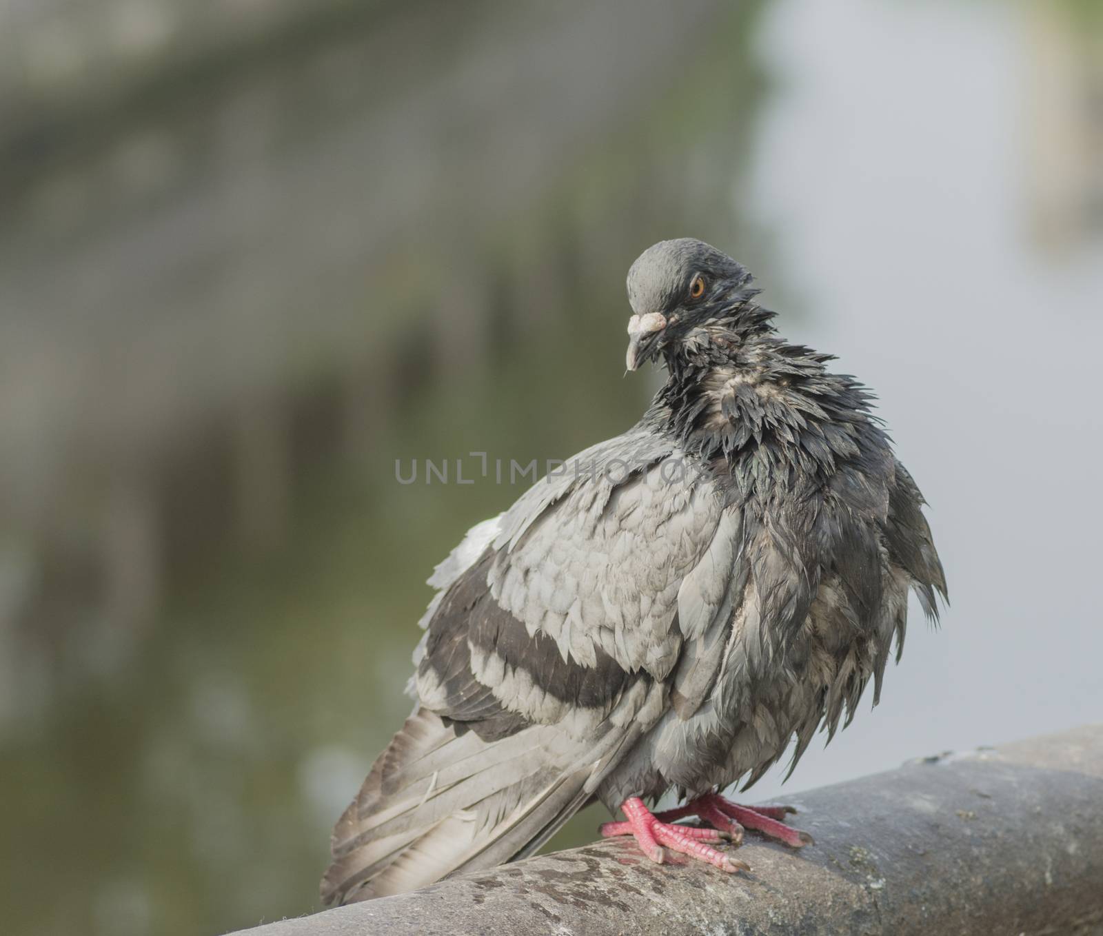 gray pigeon frequent urban bird close up