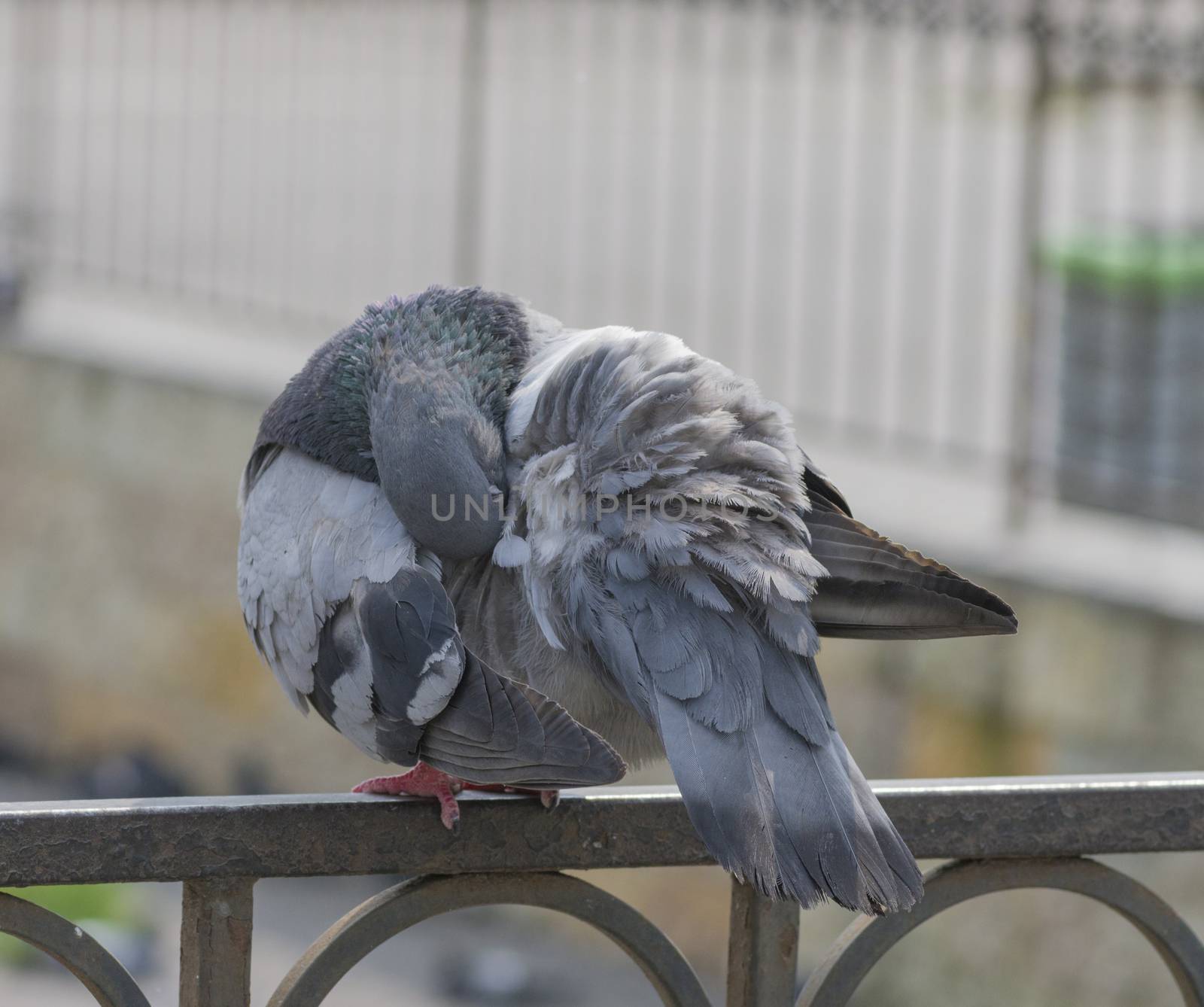 gray pigeon frequent urban bird close up