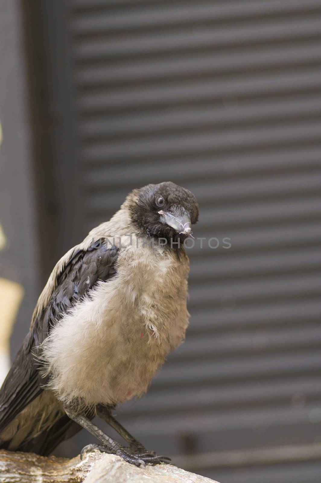 Hoodie frequent bird in a city close up