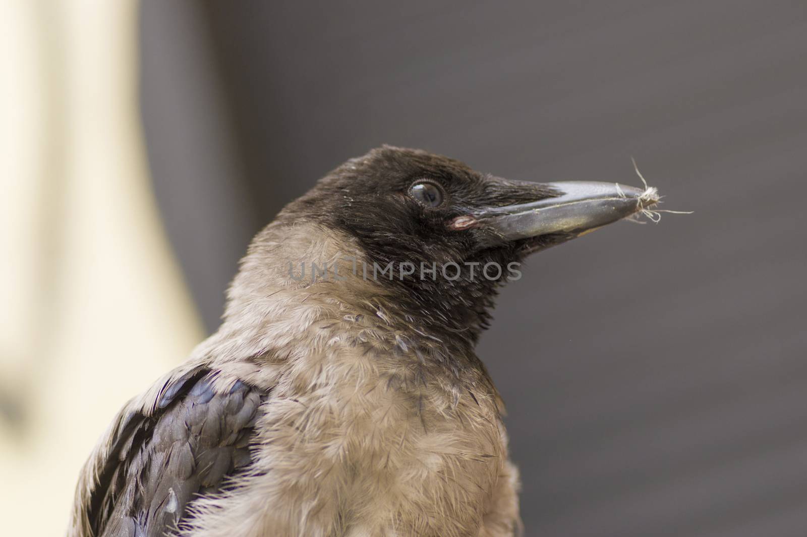 Hoodie frequent bird in a city close up