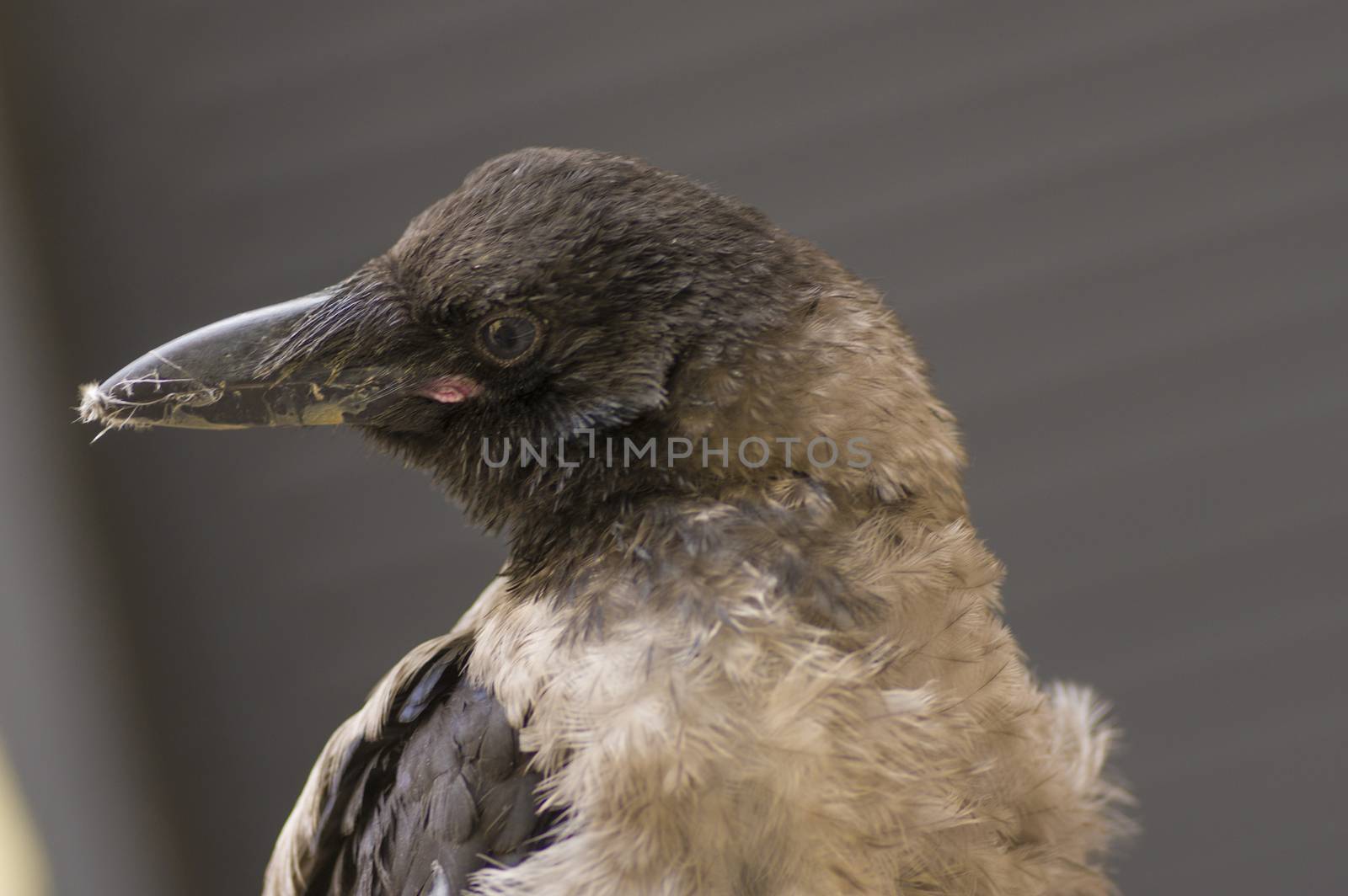 Hoodie frequent bird in a city close up