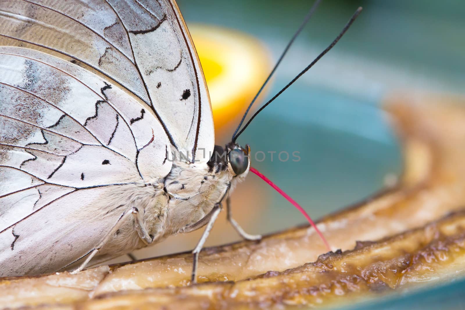 Colorful Butterfly closeup sitting and eating banana