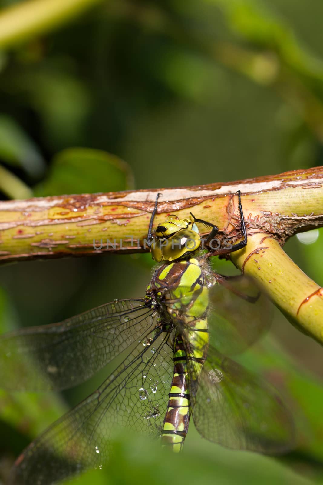 Dragonfly in extreme closeup by abeckman2706