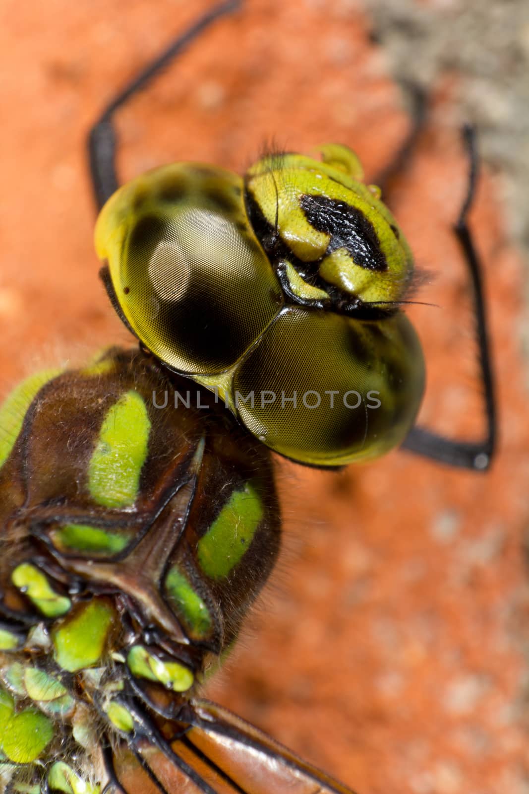 Green dragonfly in extreme closeup with facette eyes
