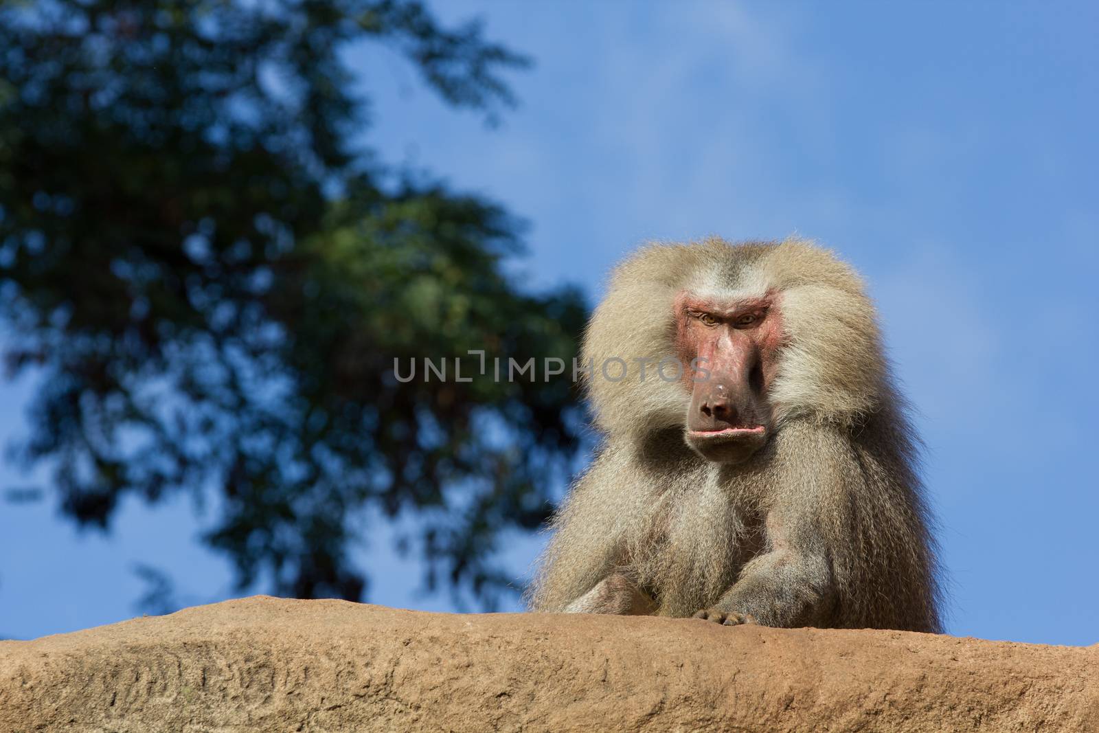 Thinking Monkey sitting on mountain in front of blue sky