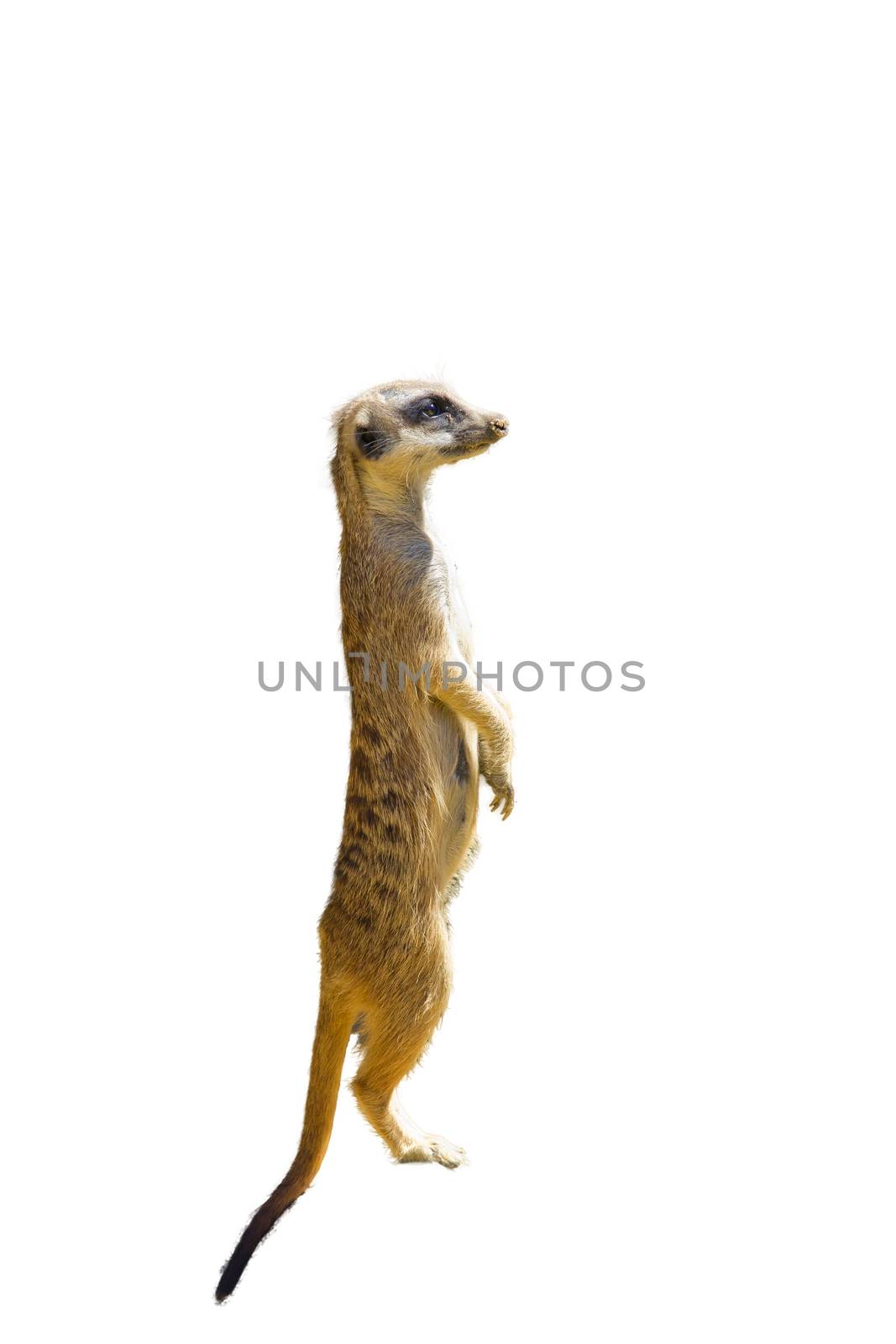 Meerkat isolated standin upright with white background