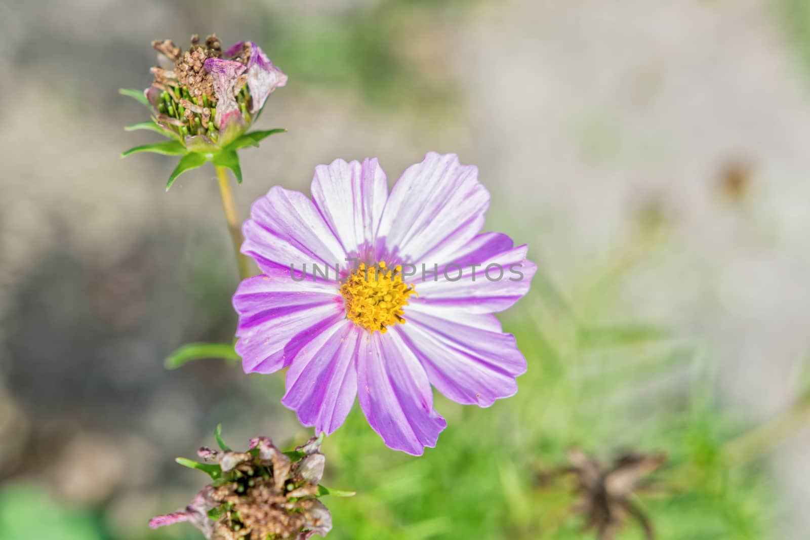 Shot of Fuchsia Colored Cosmos Flower