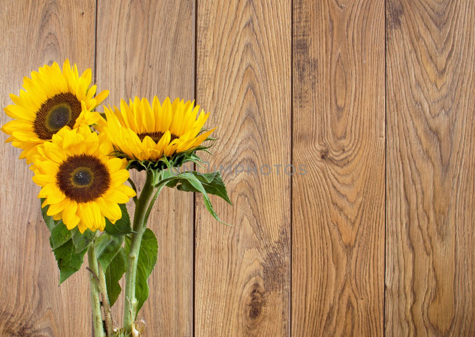 Three large sunflowrs against a wooden background