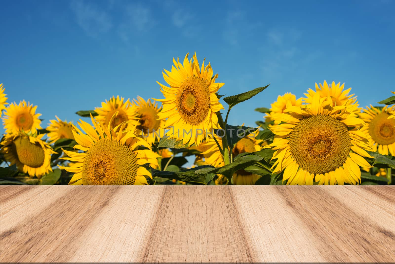 empty wooden table in sunflower field with blue sky. the backgro by DGolbay