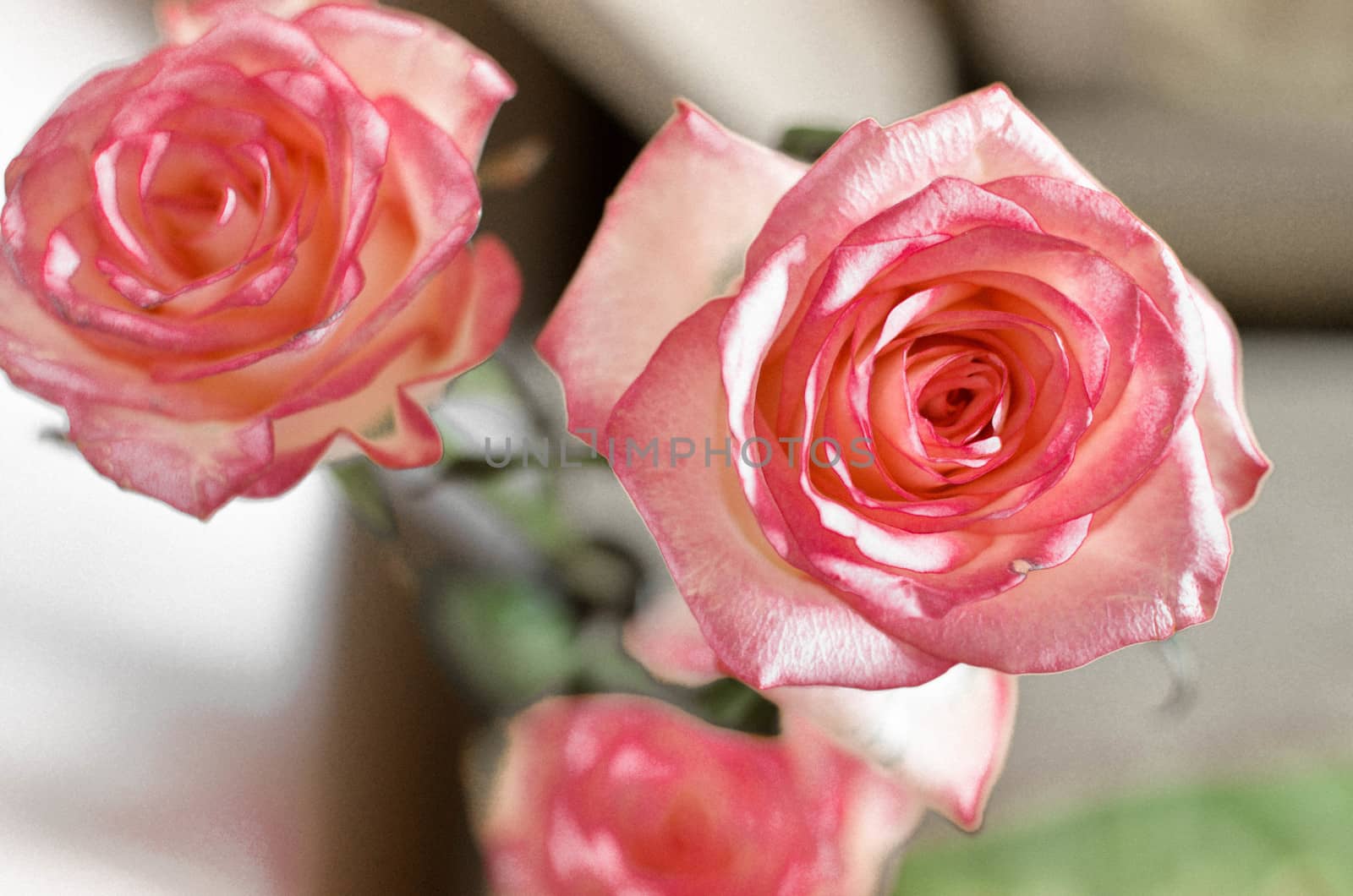 Pink Spring Rose Flower on the Table