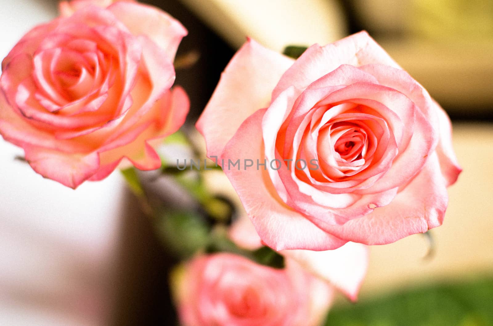 Pink Spring Rose Flower on the Table