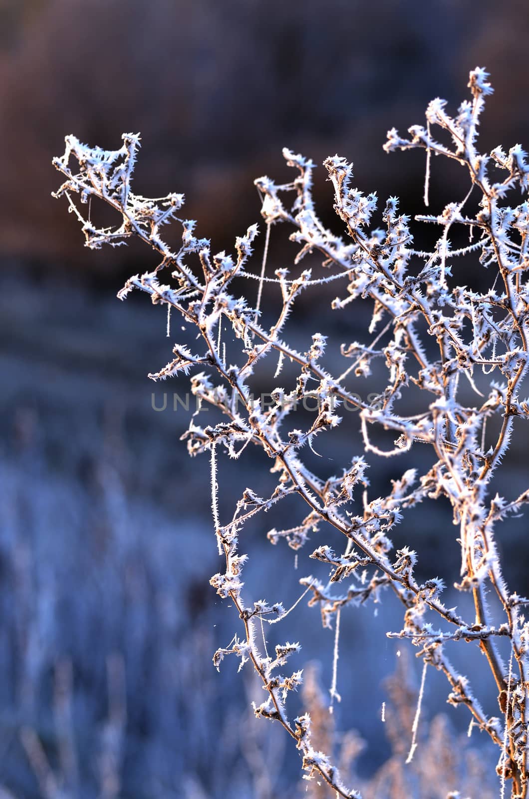 Autumn background with grass and forest covered with frost in the early frosts.
