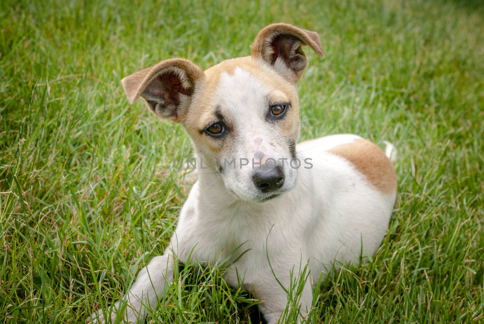 sad look cheerless dog, a beautiful summer day