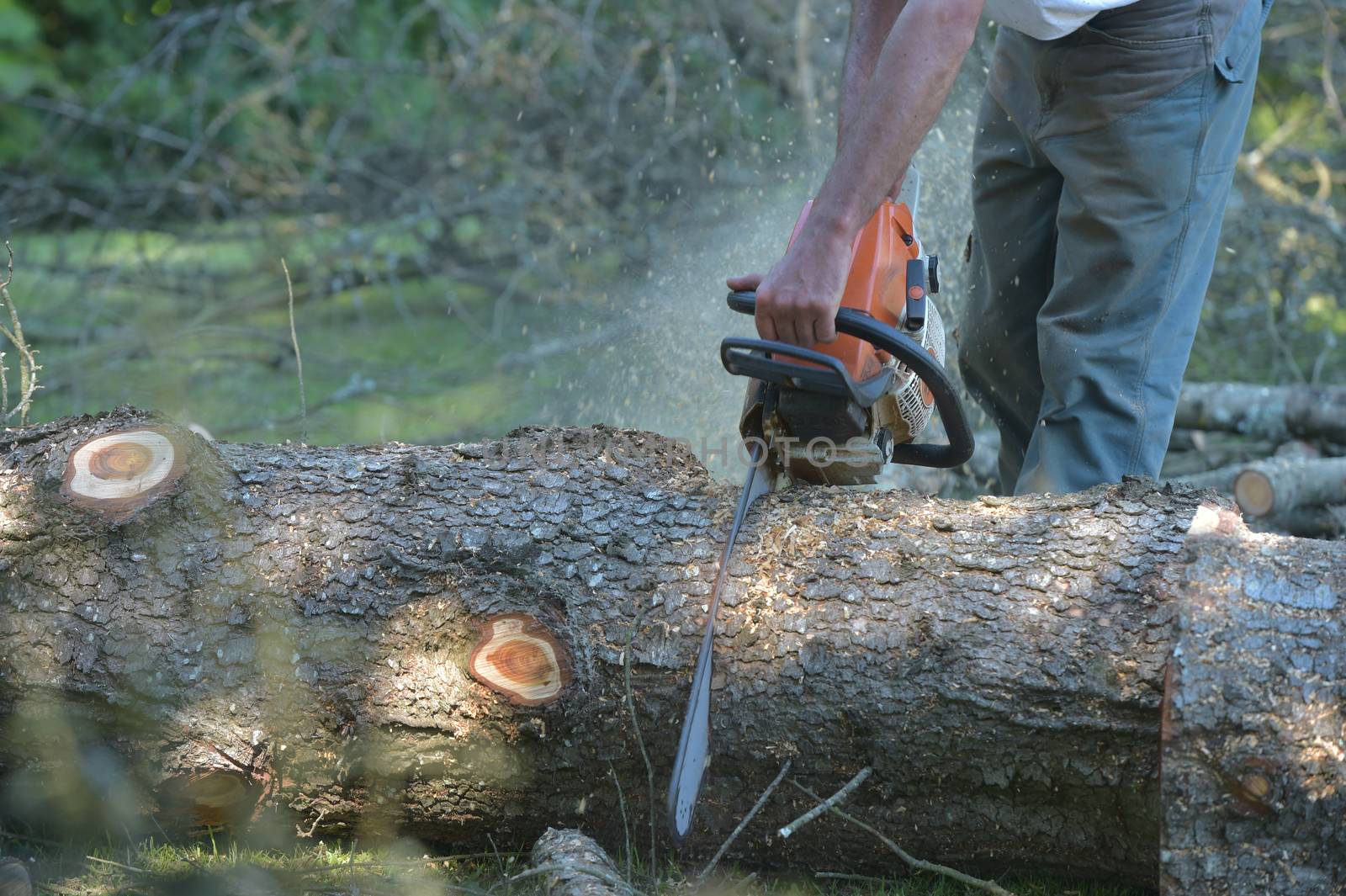 View Of Man Cutting Tree Against Clear Blue Sky