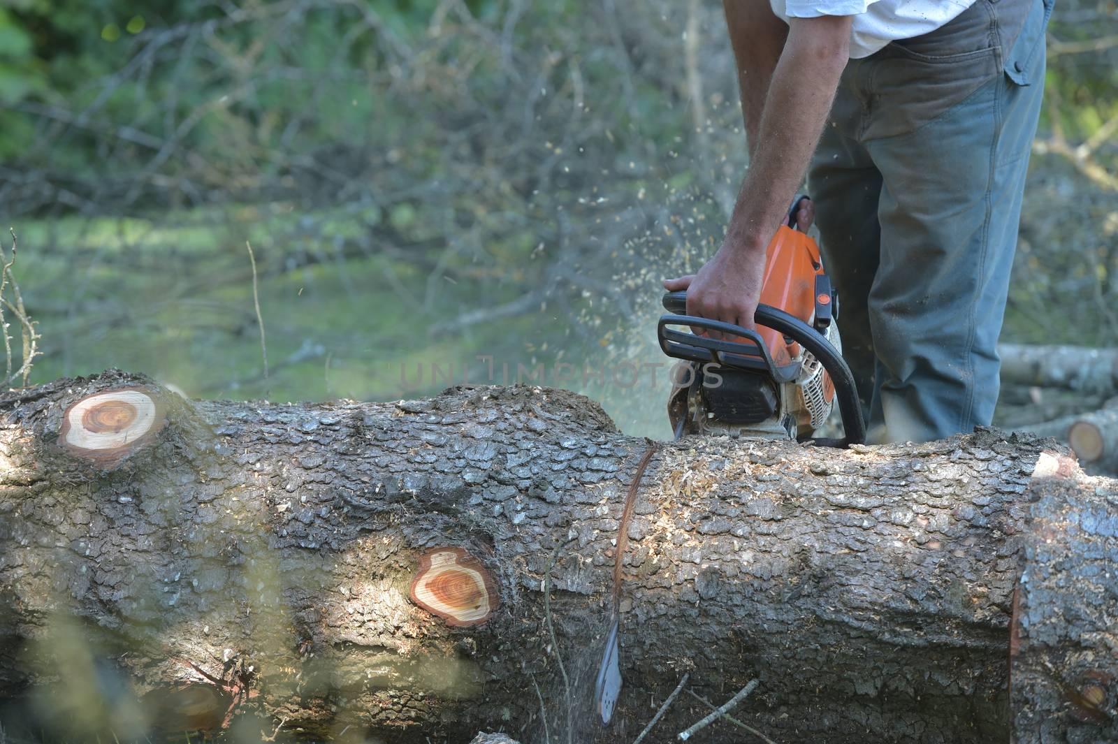 View Of Man Cutting Tree Against Clear Blue Sky