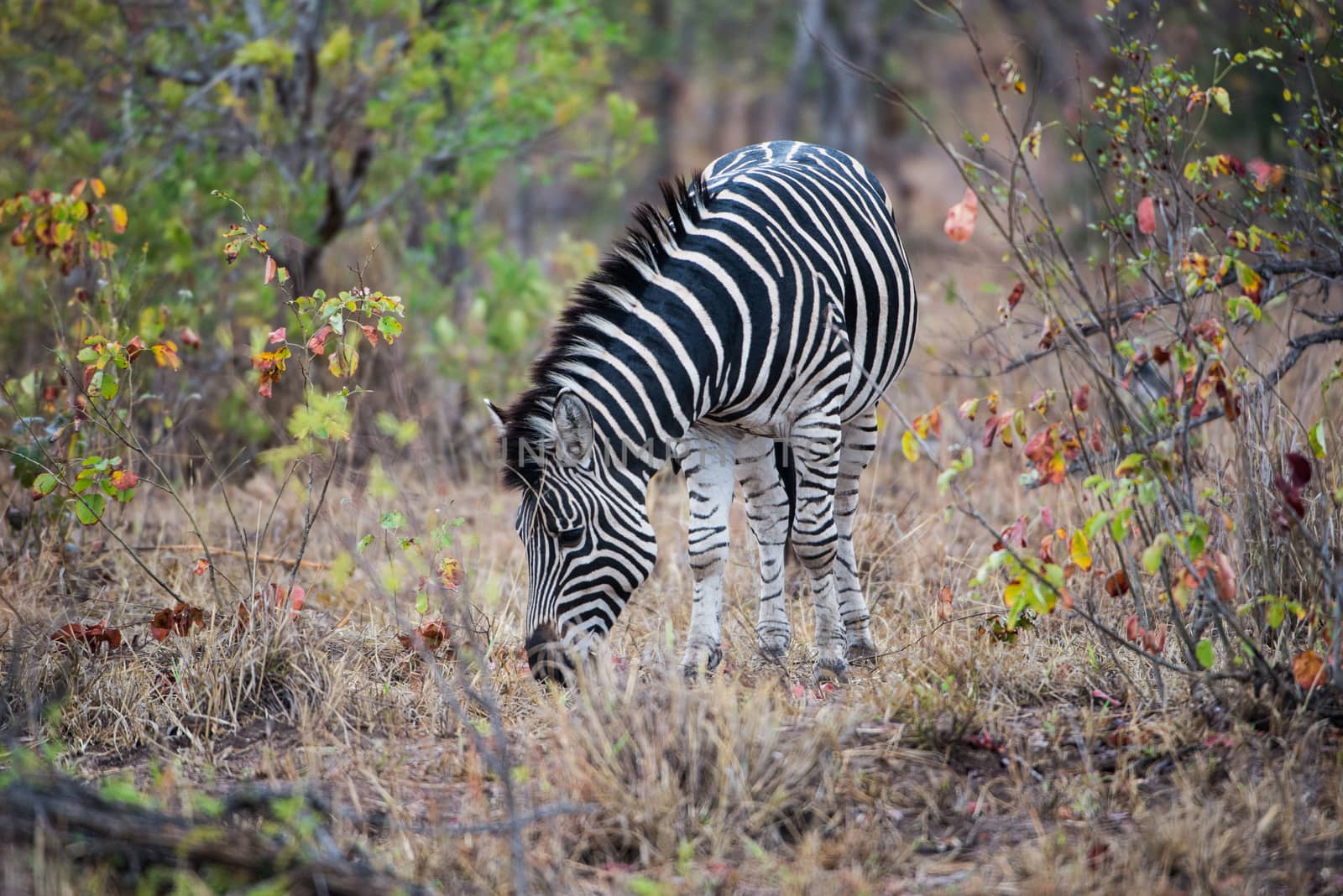 Zebra Eating by marcrossmann