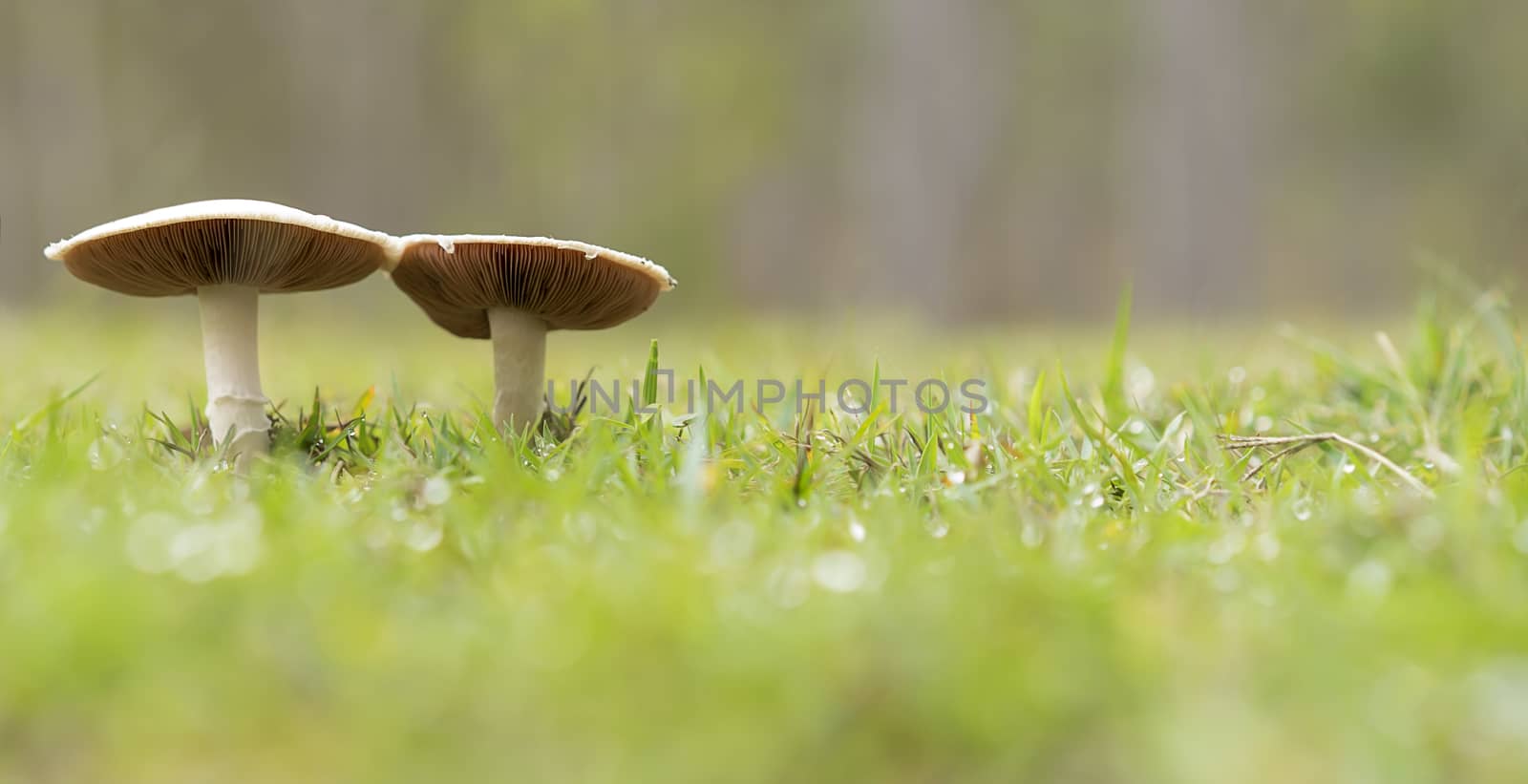 Two live mushrooms growing wild in wet green grass in field panorama view 