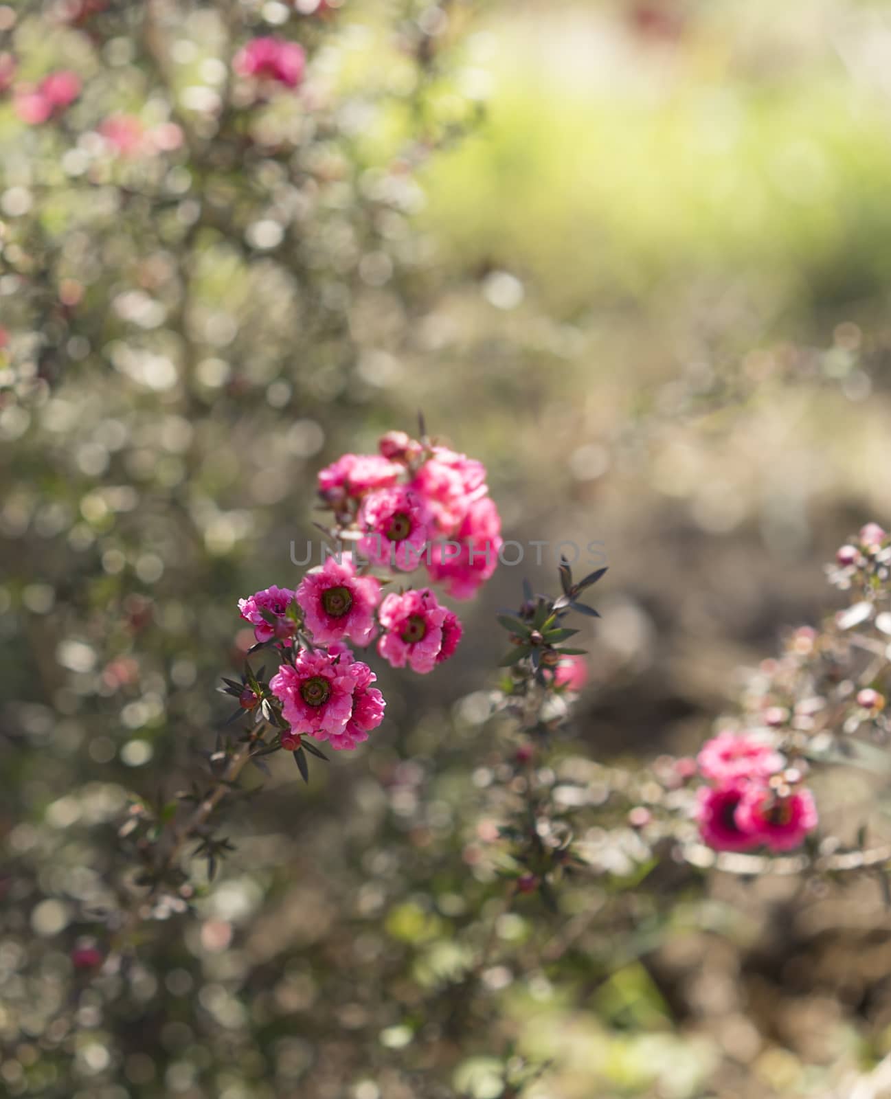 Early morning sunlight streaming on pink leptospermum flowers and dewdrops