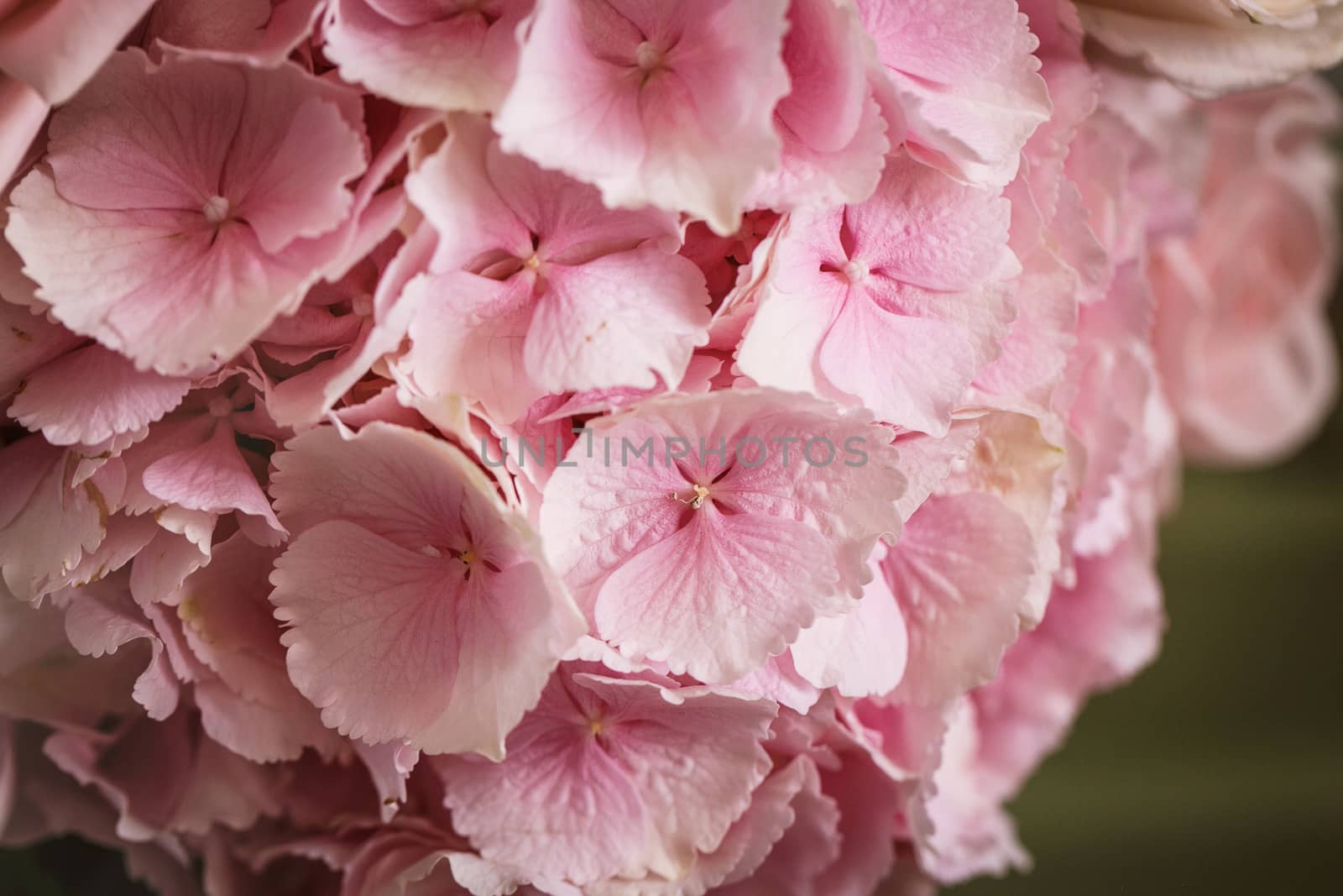 Pink flower hydrangea by gorov108