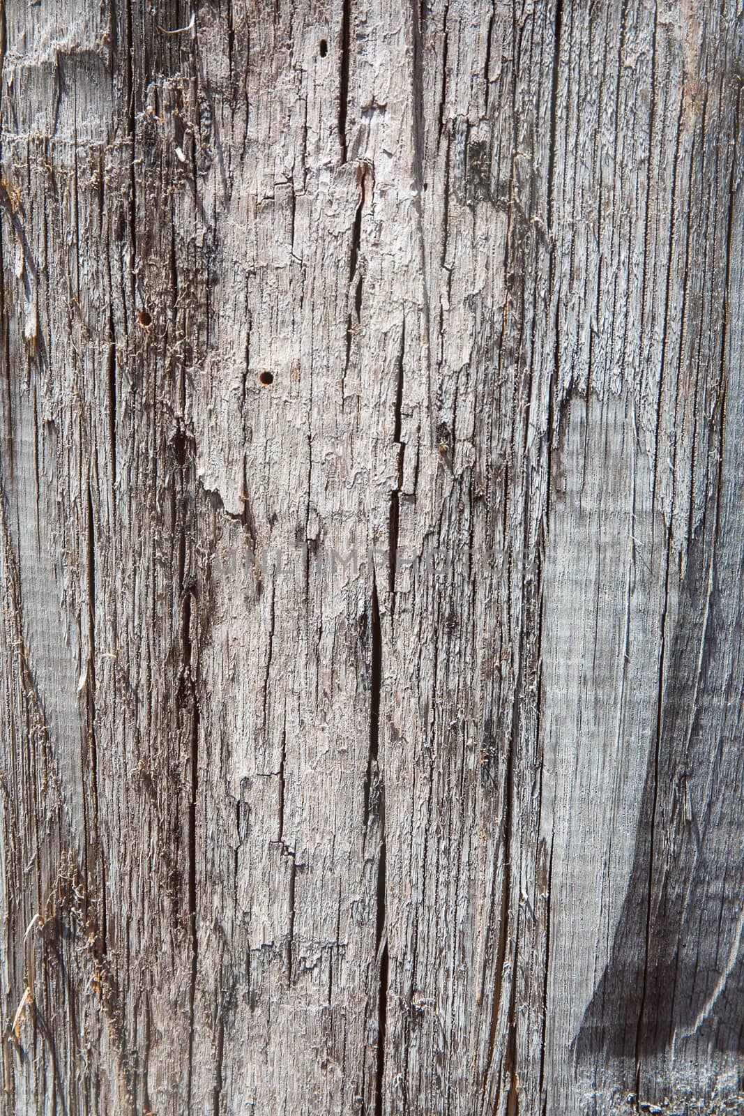 Tree bark background  by gorov108