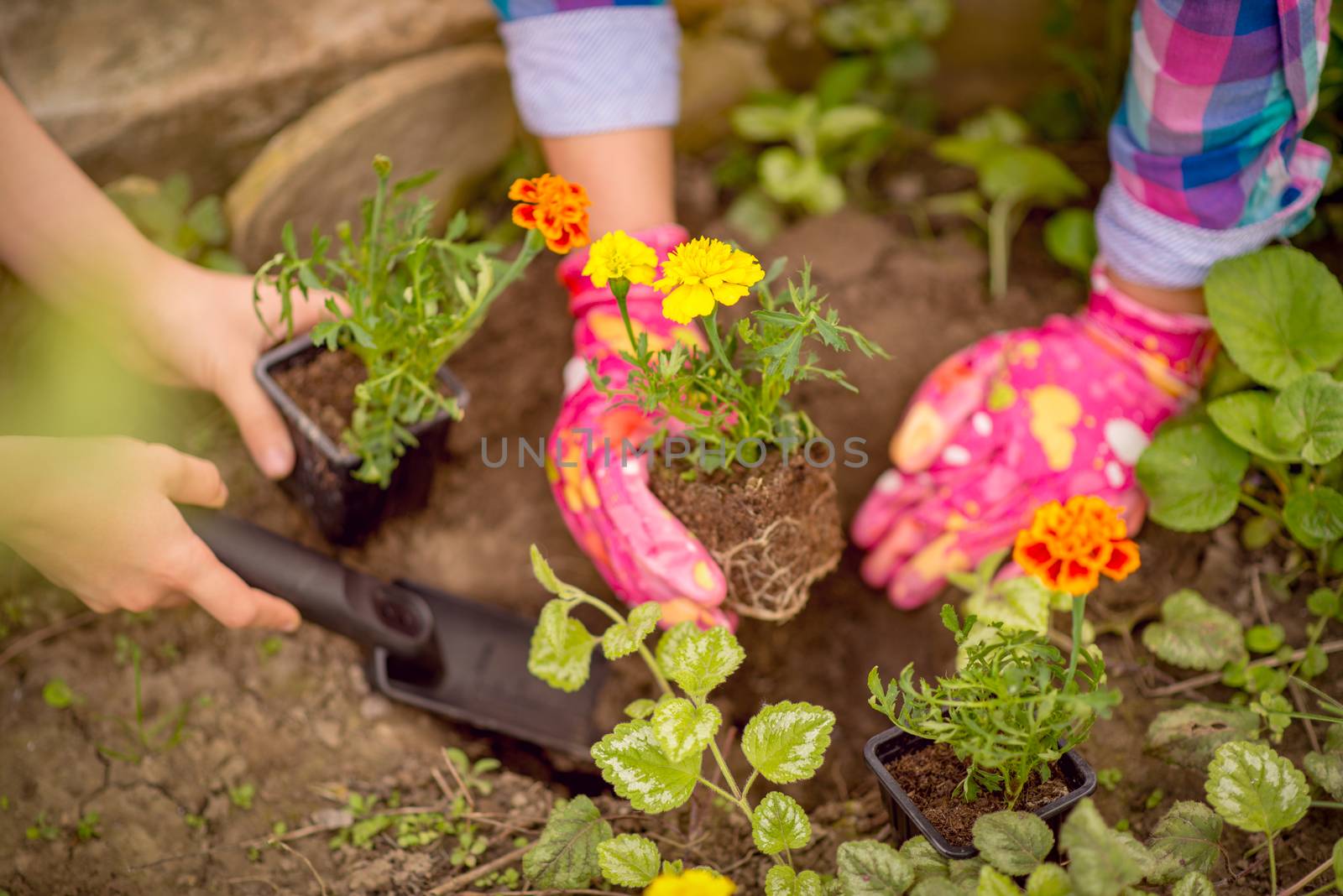 Close-up of a female hands planting flowers in the garden.