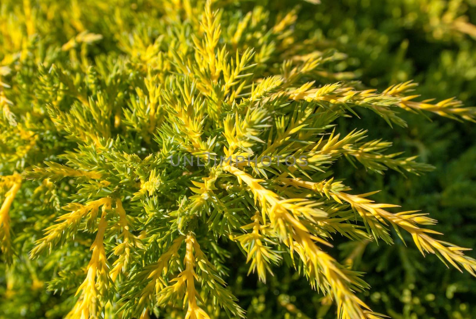 thuja green natural background, a beautiful sunny day by uvisni