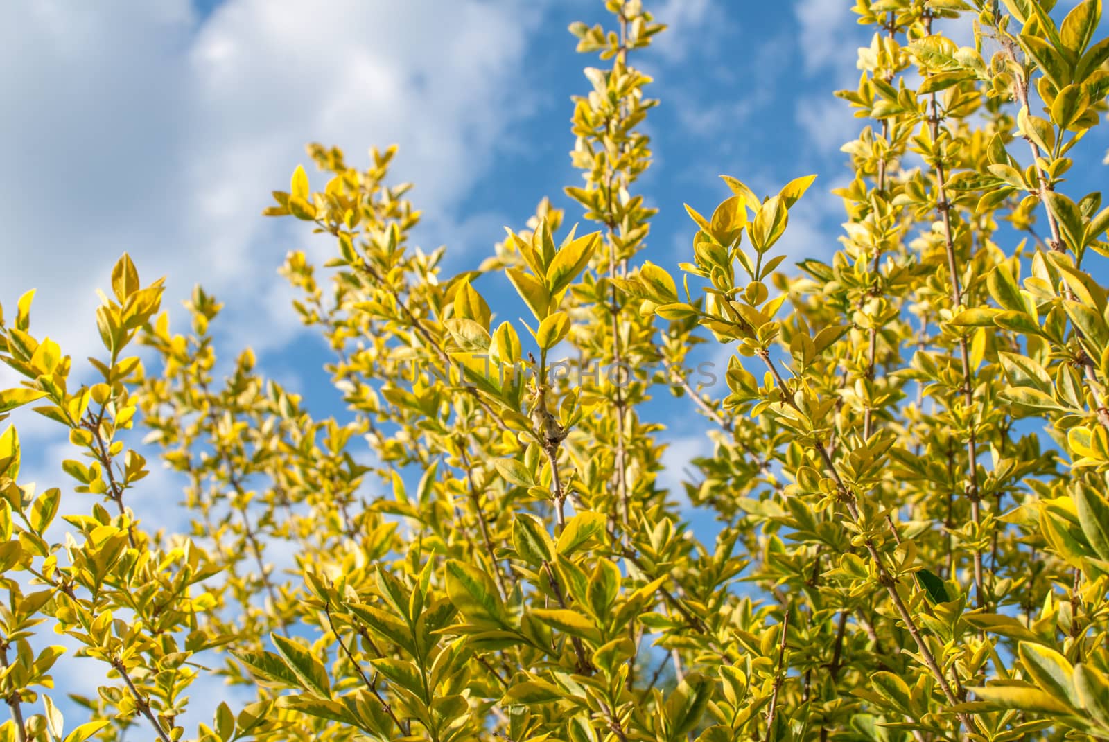 branches of a tree with leaves of yellow color and clear blue sky for background, selective focus by uvisni