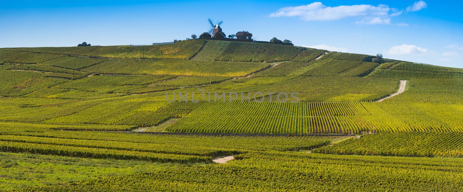 Vineyard and windmill Champagne Region near Vernezay France Europe