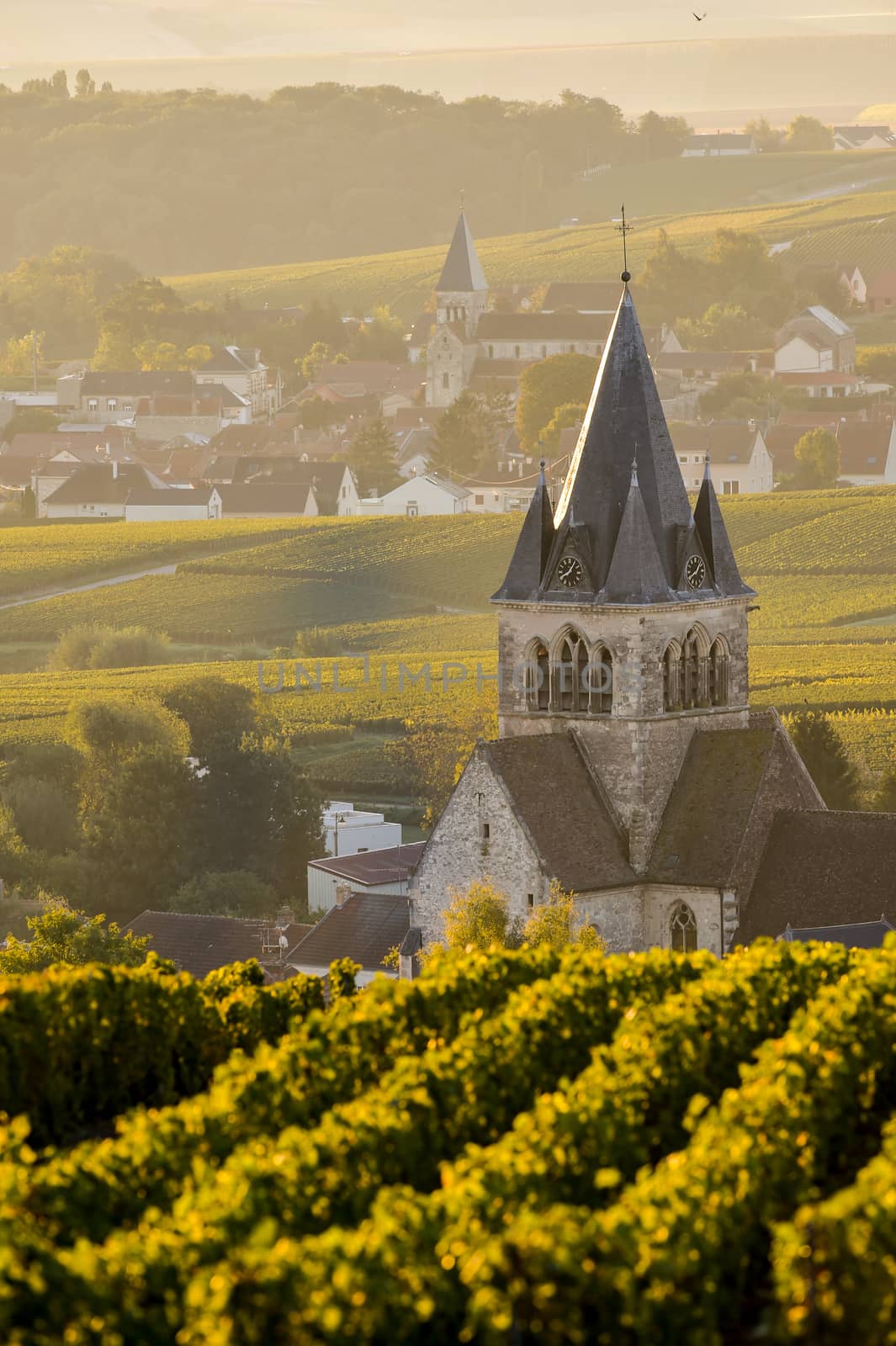 Champagne vineyards Villedomange in Marne department, Champagne-Ardennes, France, Europe