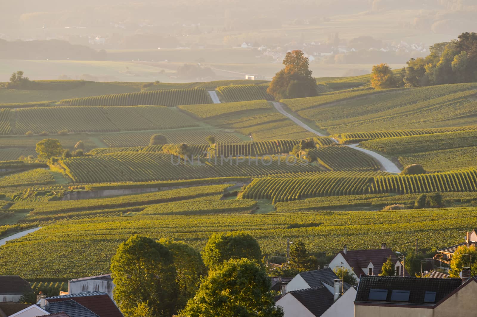 Champagne vineyards Villedomange in Marne department, Champagne-Ardennes, France, Europe