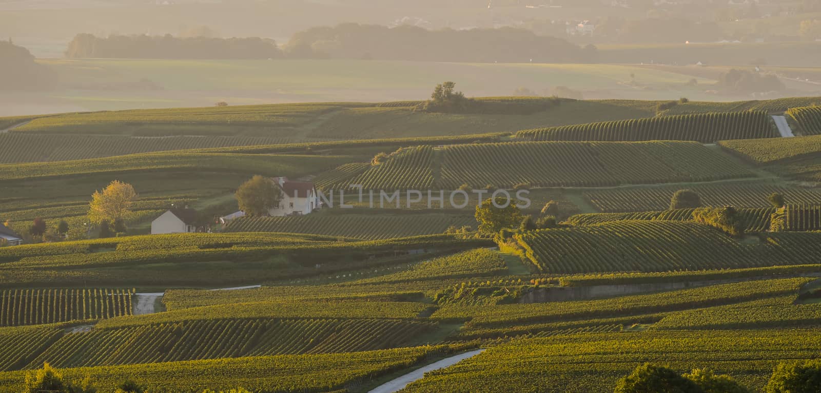 Champagne vineyards Villedomange in Marne department, Champagne-Ardennes, France, Europe