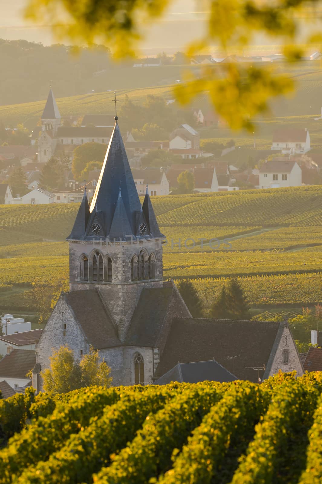 Champagne vineyards Villedomange in Marne department, Champagne-Ardennes, France, Europe