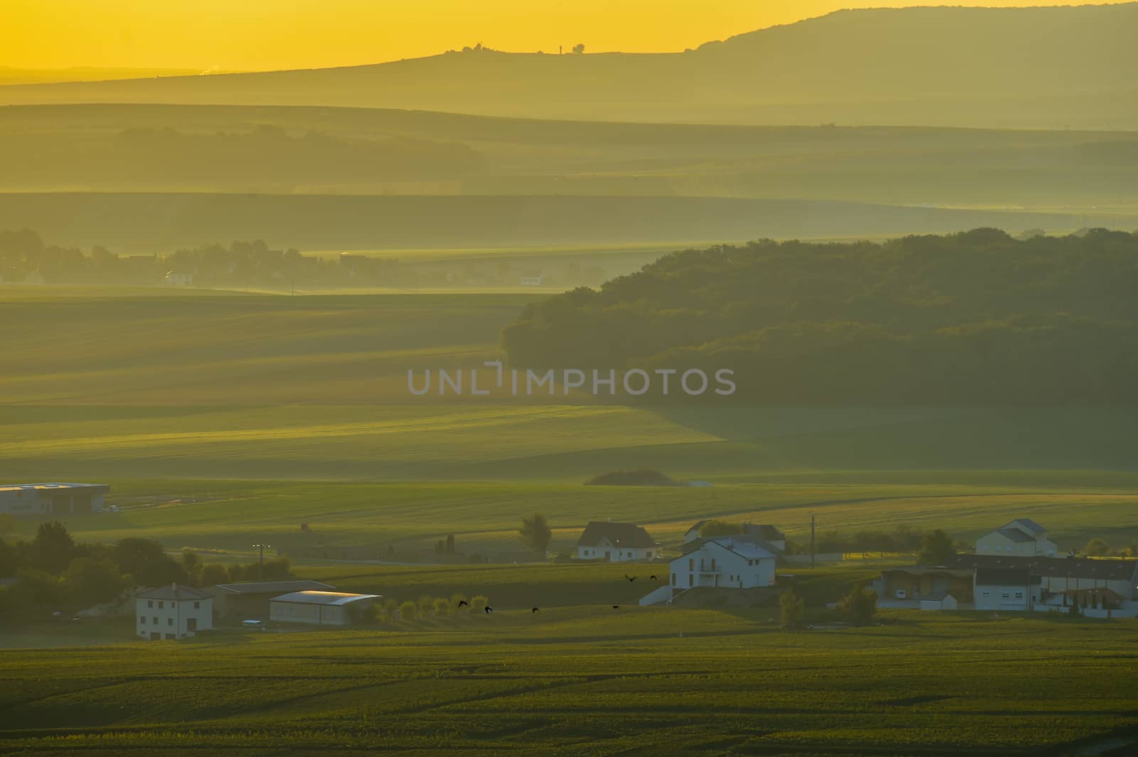 Champagne vineyards Villedomange in Marne department, Champagne-Ardennes, France, Europe
