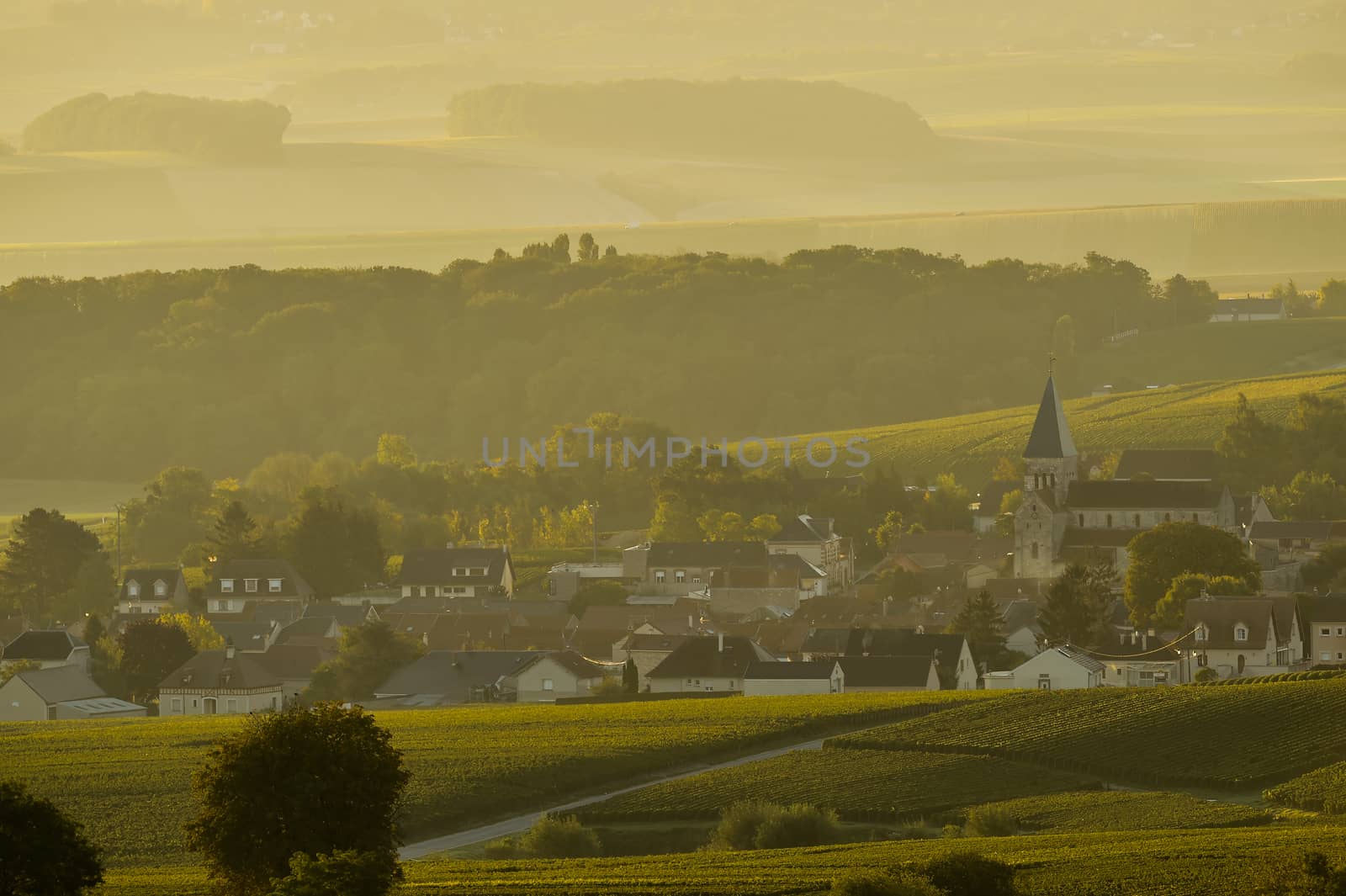 Champagne vineyards Villedomange in Marne department, Champagne-Ardennes, France, Europe