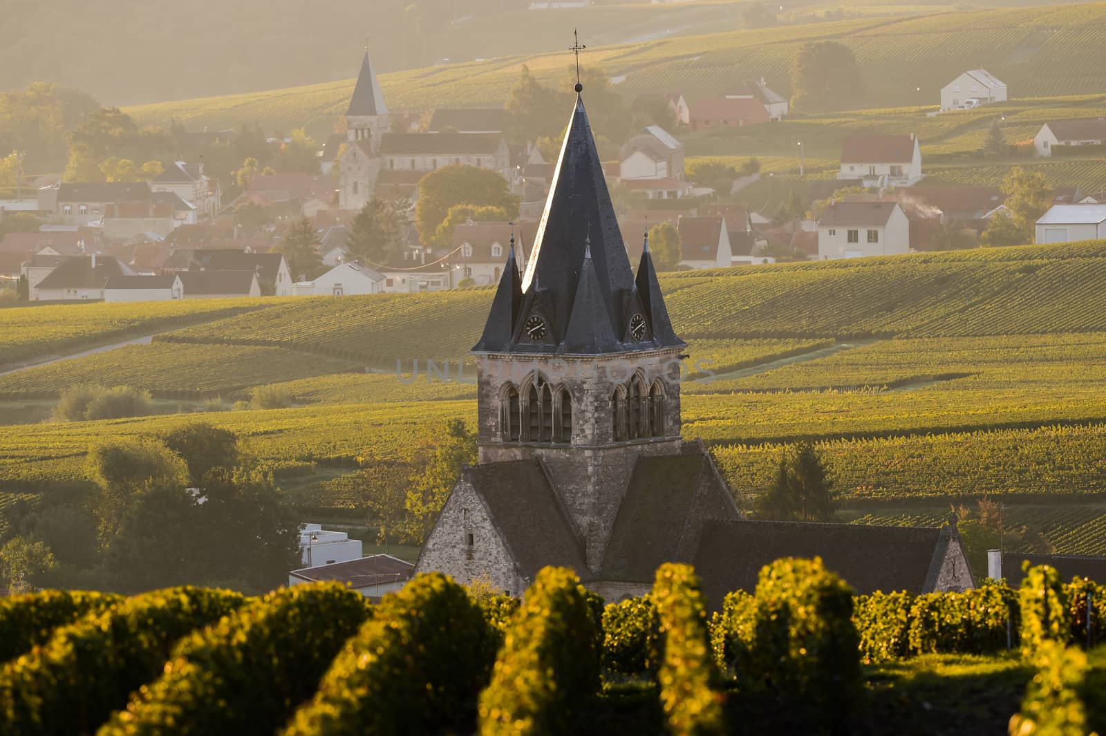 Champagne vineyards Villedomange in Marne department, Champagne-Ardennes, France, Europe