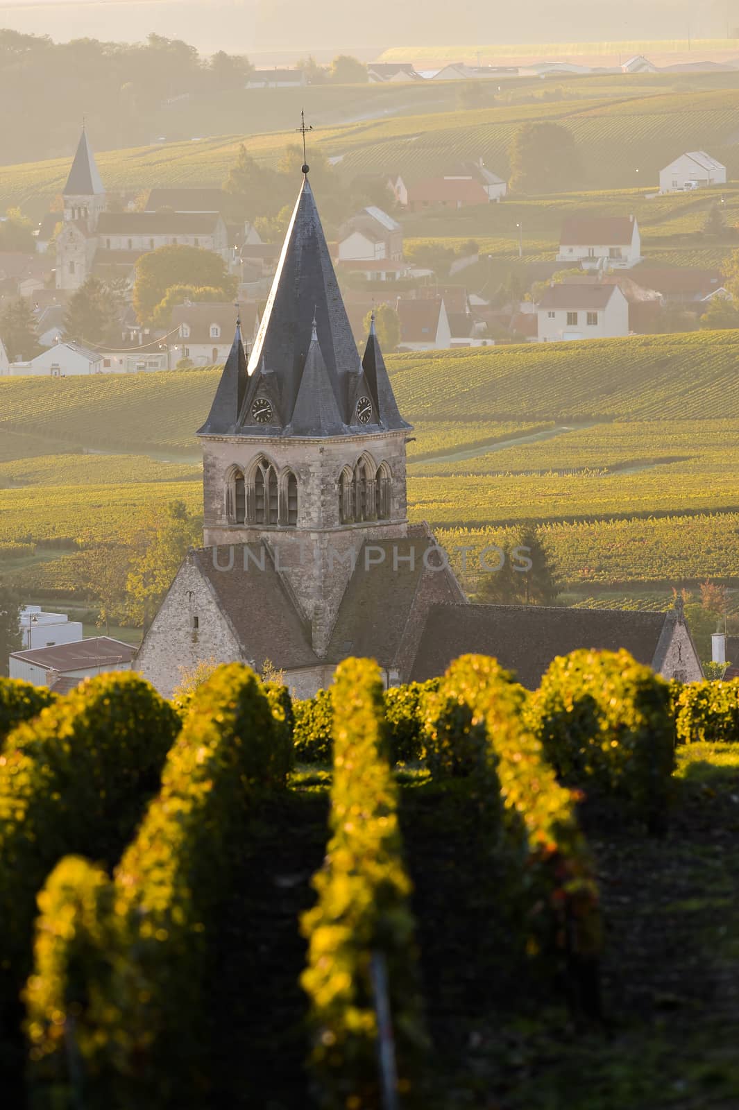Champagne vineyards Villedomange in Marne department, Champagne-Ardennes, France, Europe