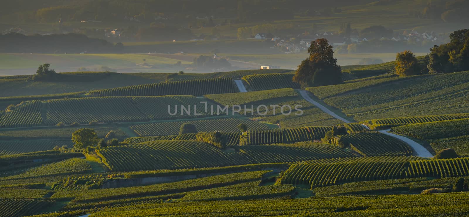Champagne vineyards Villedomange in Marne department, Champagne-Ardennes, France, Europe